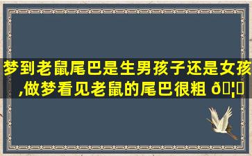 梦到老鼠尾巴是生男孩子还是女孩,做梦看见老鼠的尾巴很粗 🦍 很长